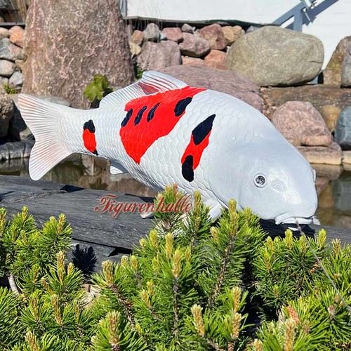 Japan koi zucht fisch - japan,