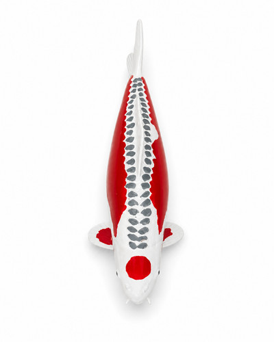 Limitierte koi figur tancho - limitierte,