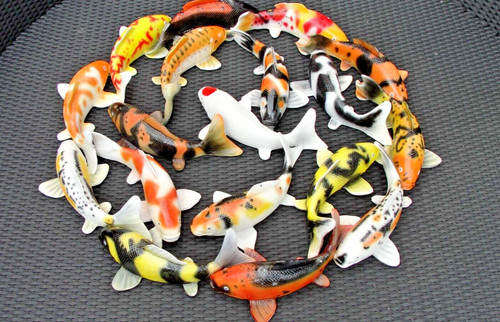 Yin yang koi - koi, fisch