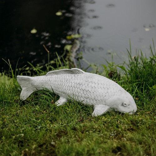 Koi fisch nishikigoi - koi, karpfen