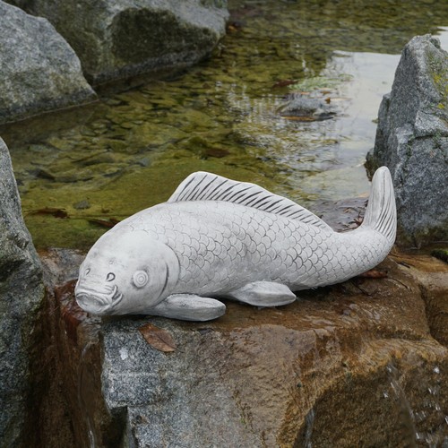 Koi karpfen fisch - karpfen,