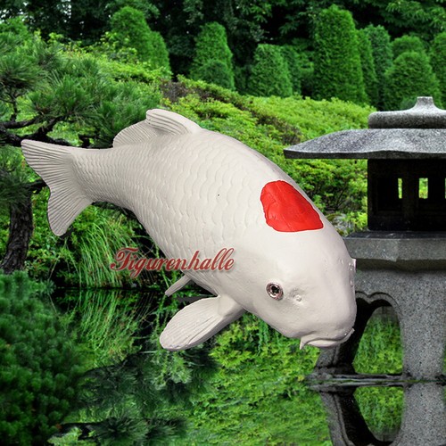 Koi tanscho karpfen jumbo - koi,
