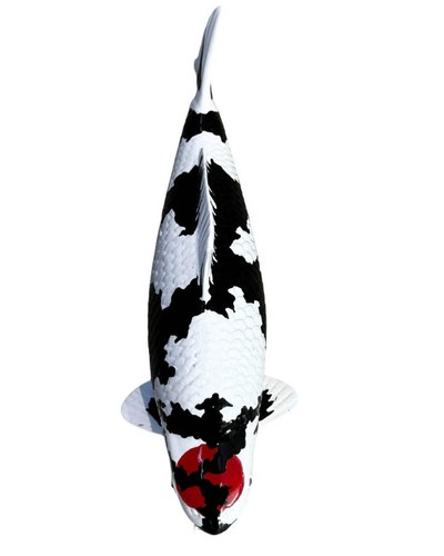 Limitierte koi figur tancho - koi,